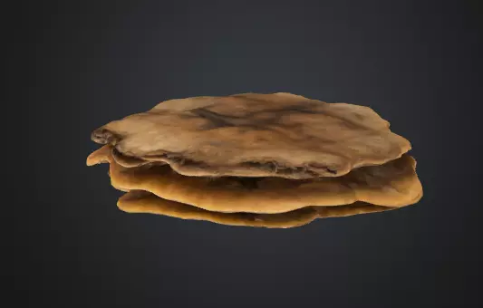 Shelf fungus 3D model_0