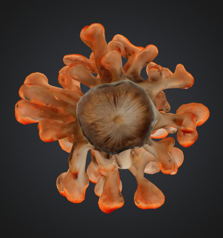 Coral mushroom 3D model_3