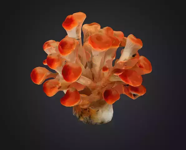 Coral mushroom 3D model