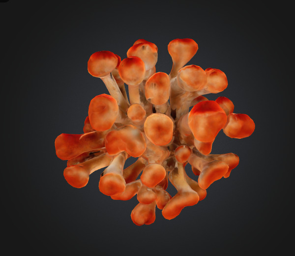 Coral mushroom 3D model_2