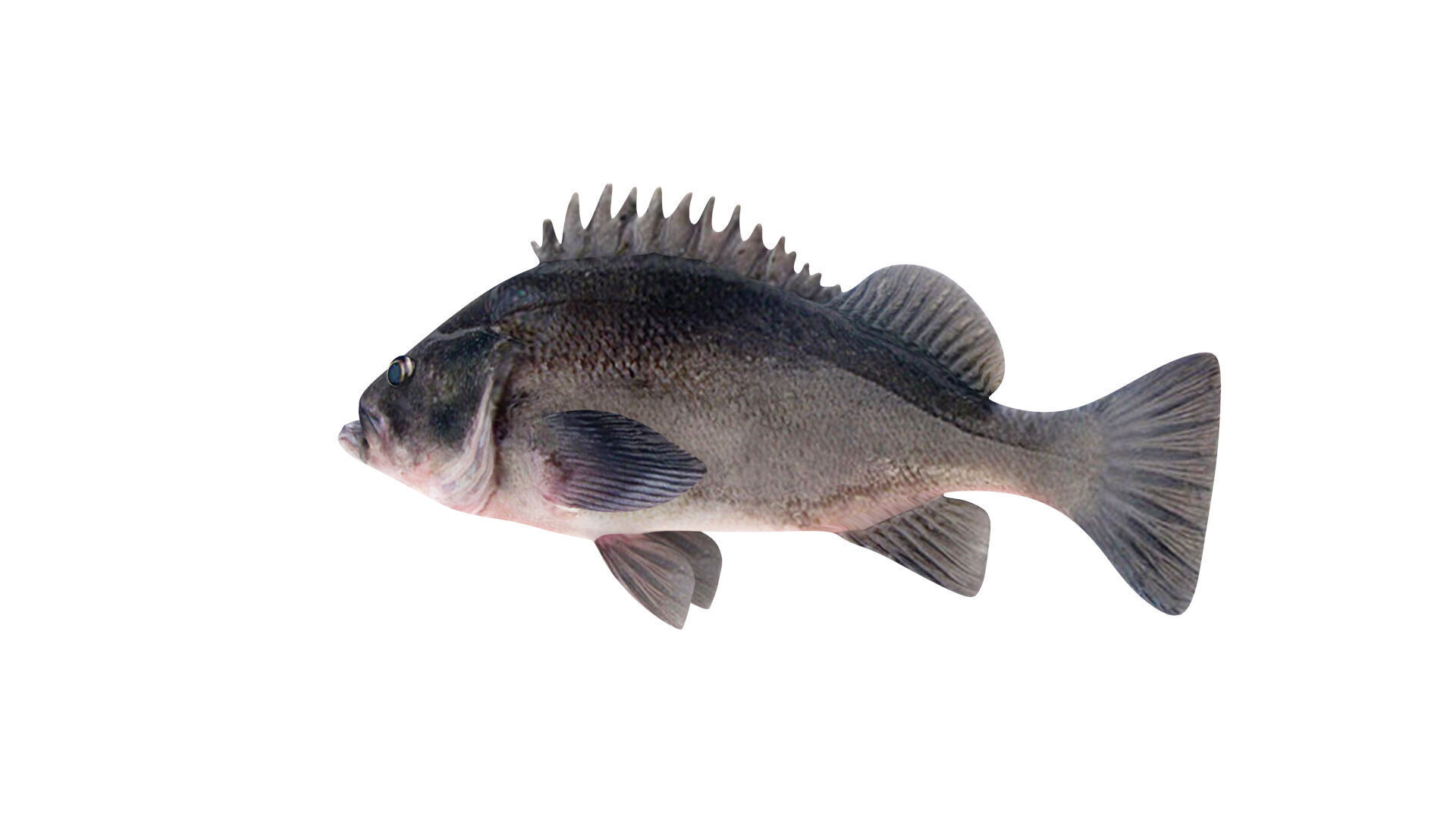 Low-Poly Dusky Rockfish Animated Low-poly 3D model_6