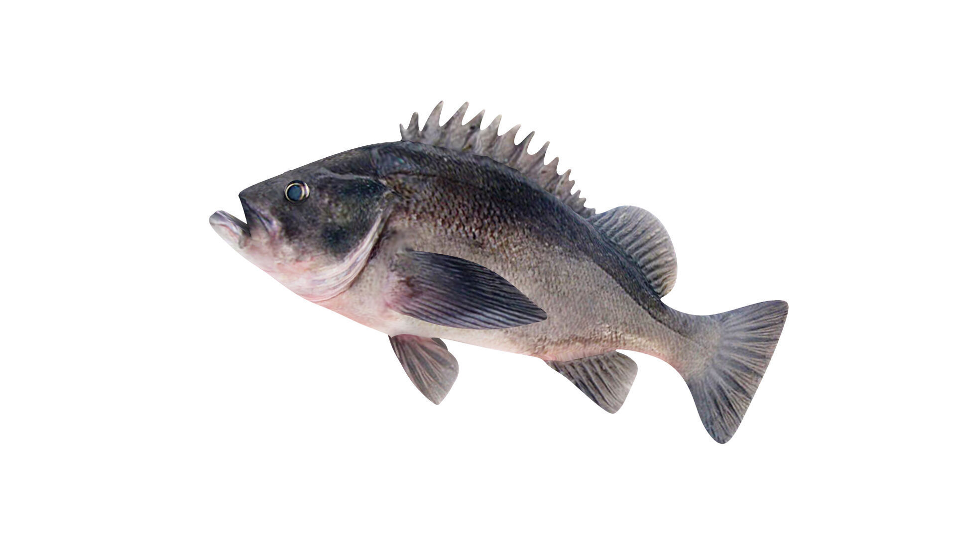 Low-Poly Dusky Rockfish Animated Low-poly 3D model_4