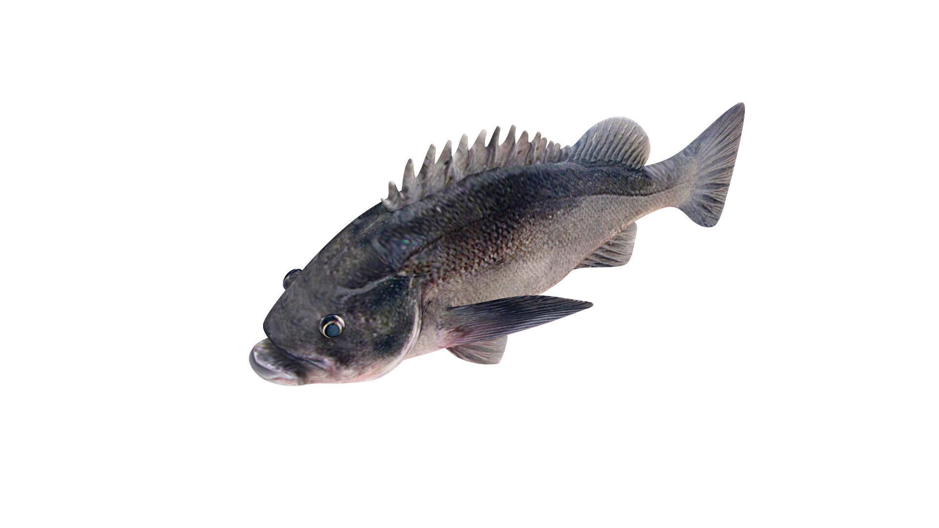 Low-Poly Dusky Rockfish Animated Low-poly 3D model_3