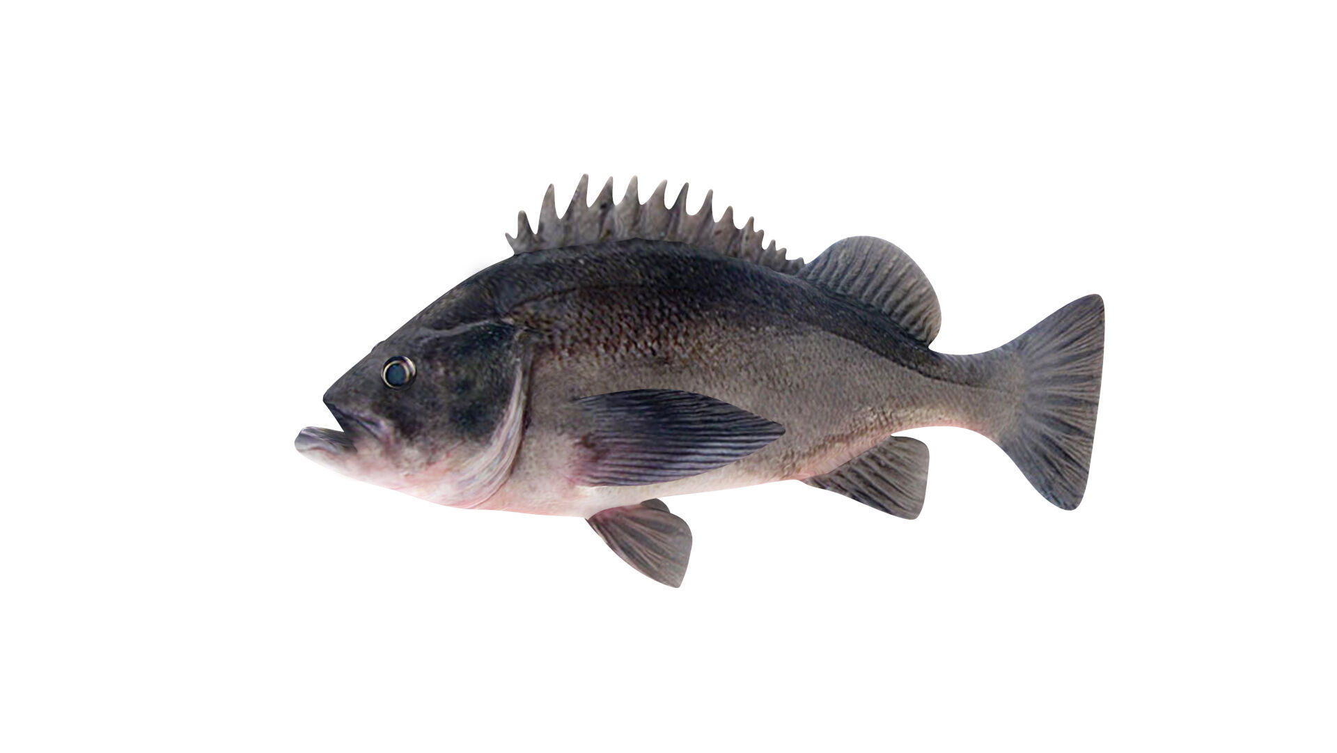 Low-Poly Dusky Rockfish Animated Low-poly 3D model_1