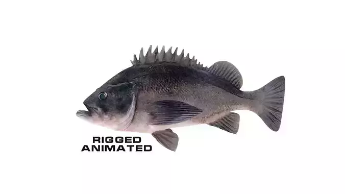 Low-Poly Dusky Rockfish Animated Low-poly 3D model