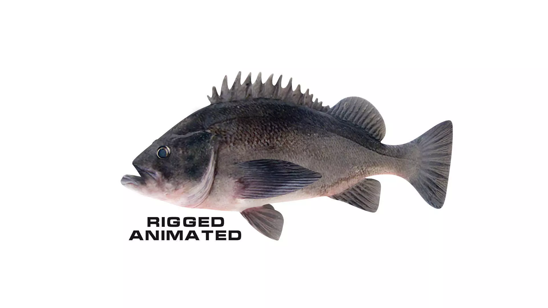 Low-Poly Dusky Rockfish Animated Low-poly 3D model_0