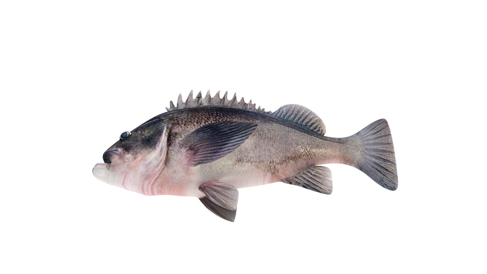 Low-Poly Dusky Rockfish Animated Low-poly 3D model_8