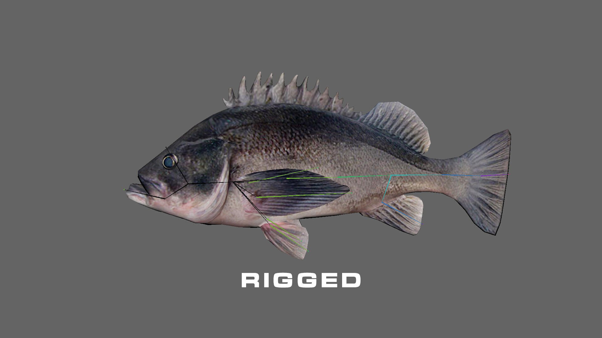 Low-Poly Dusky Rockfish Animated Low-poly 3D model_2