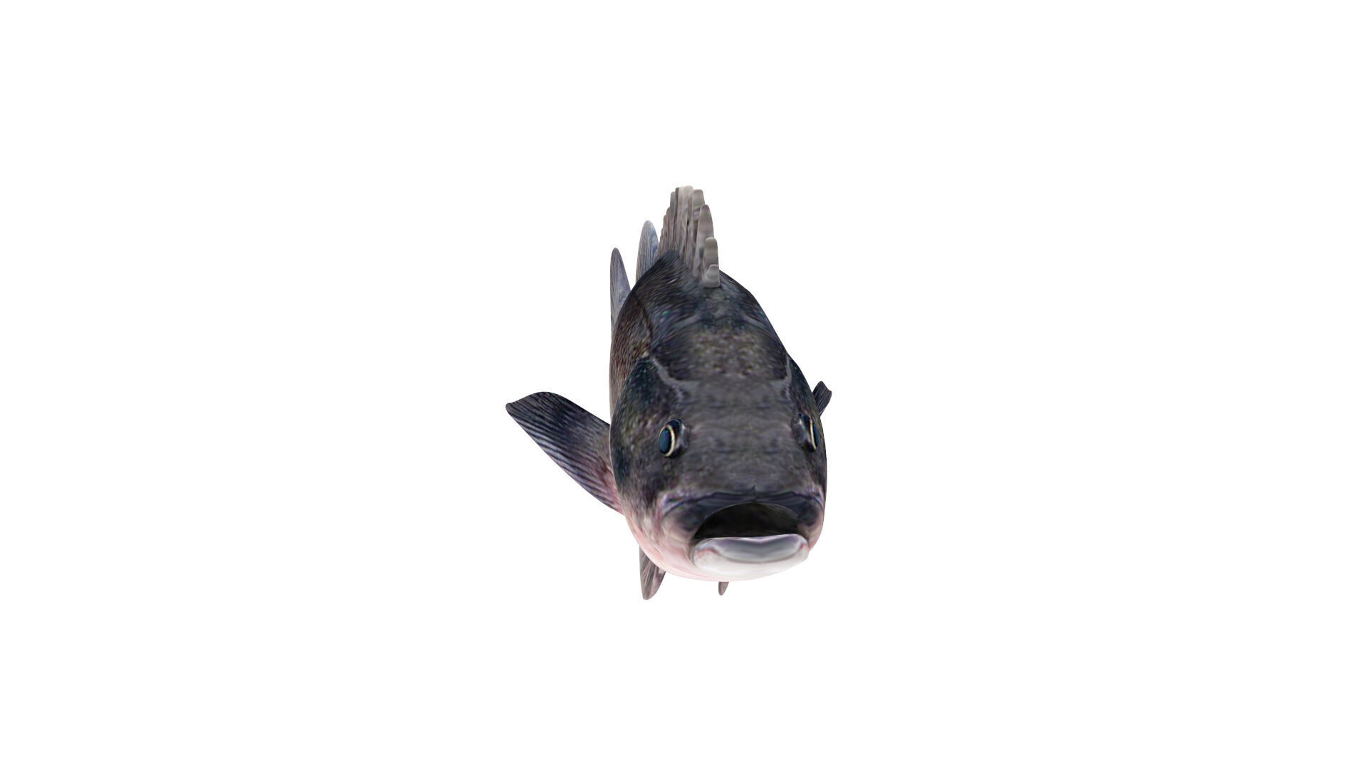 Low-Poly Dusky Rockfish Animated Low-poly 3D model_7