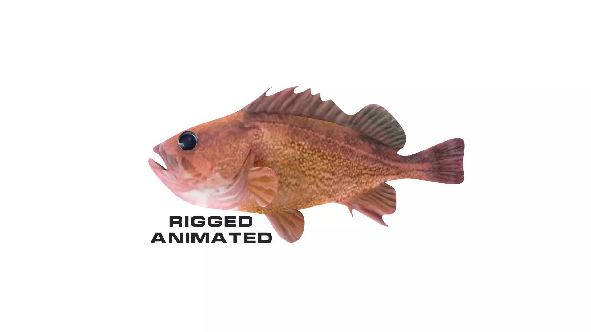 Low-Poly Honeycomb Rockfish Animated  Low-poly 3D model_0