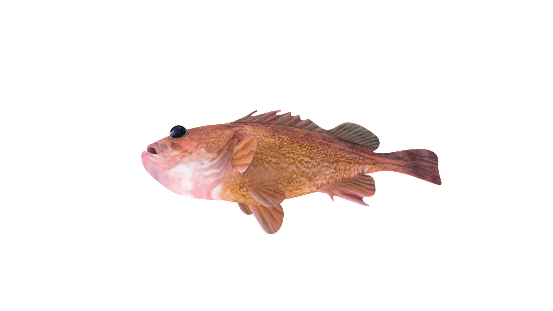 Low-Poly Honeycomb Rockfish Animated  Low-poly 3D model_3