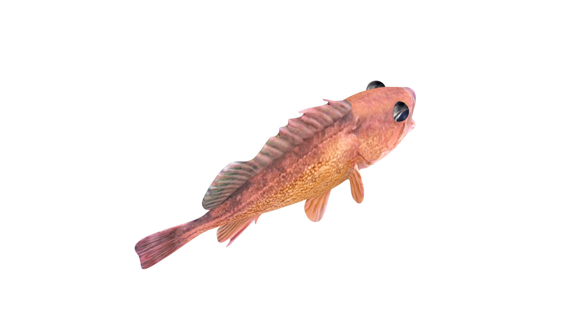 Low-Poly Honeycomb Rockfish Animated  Low-poly 3D model_8