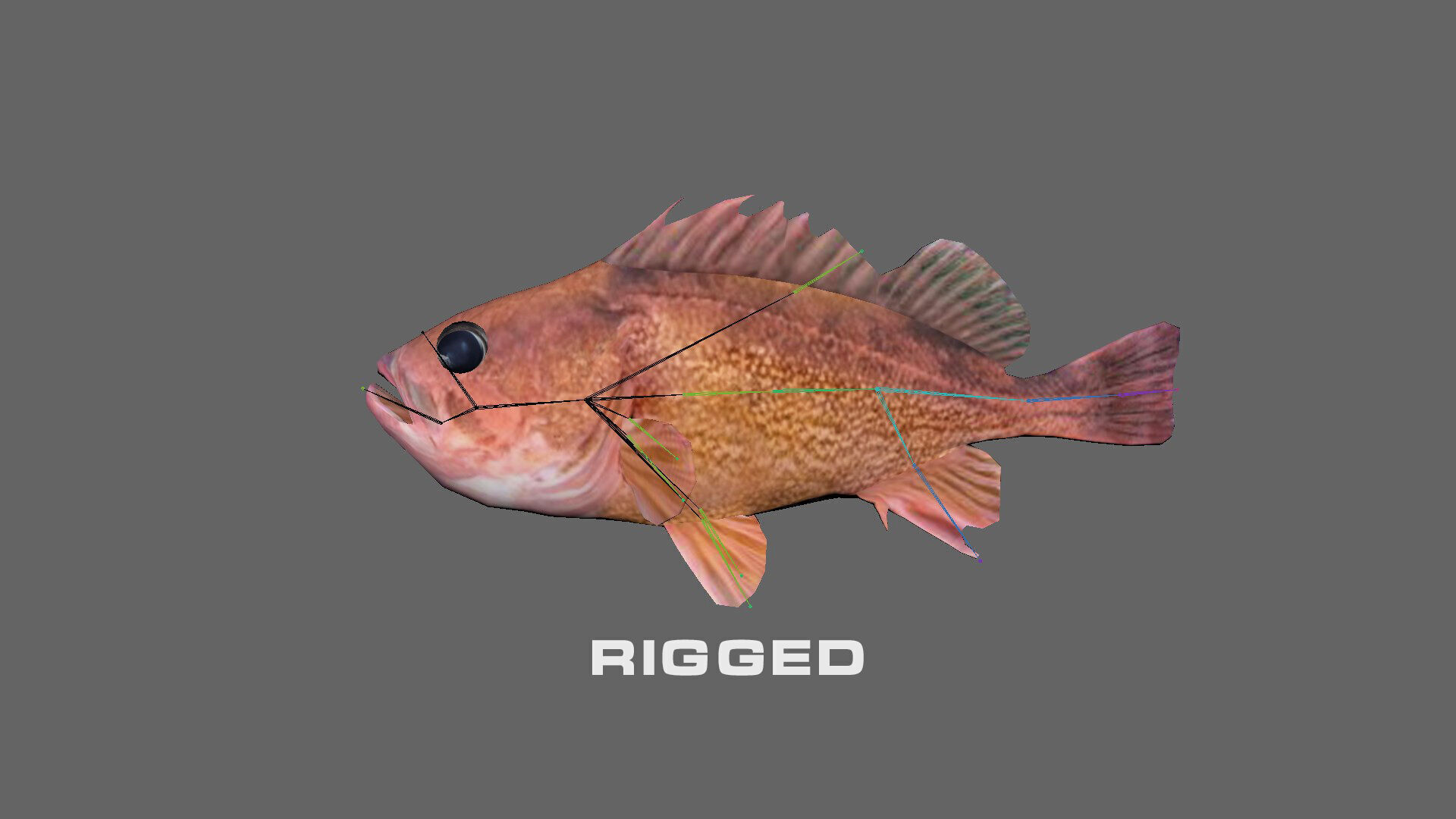 Low-Poly Honeycomb Rockfish Animated  Low-poly 3D model_10