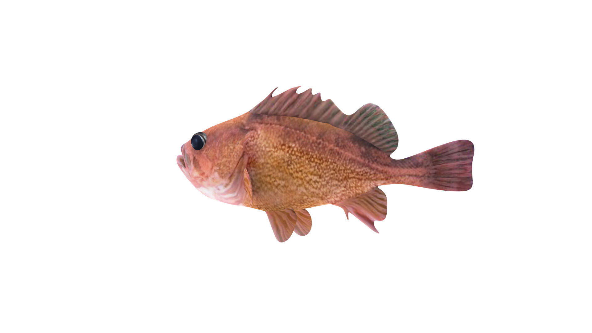 Low-Poly Honeycomb Rockfish Animated  Low-poly 3D model_2