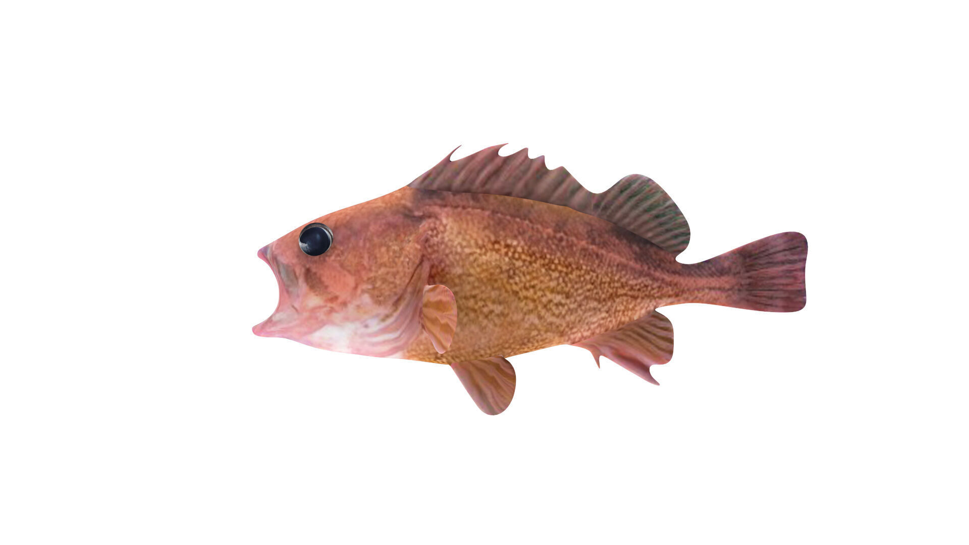 Low-Poly Honeycomb Rockfish Animated  Low-poly 3D model_4