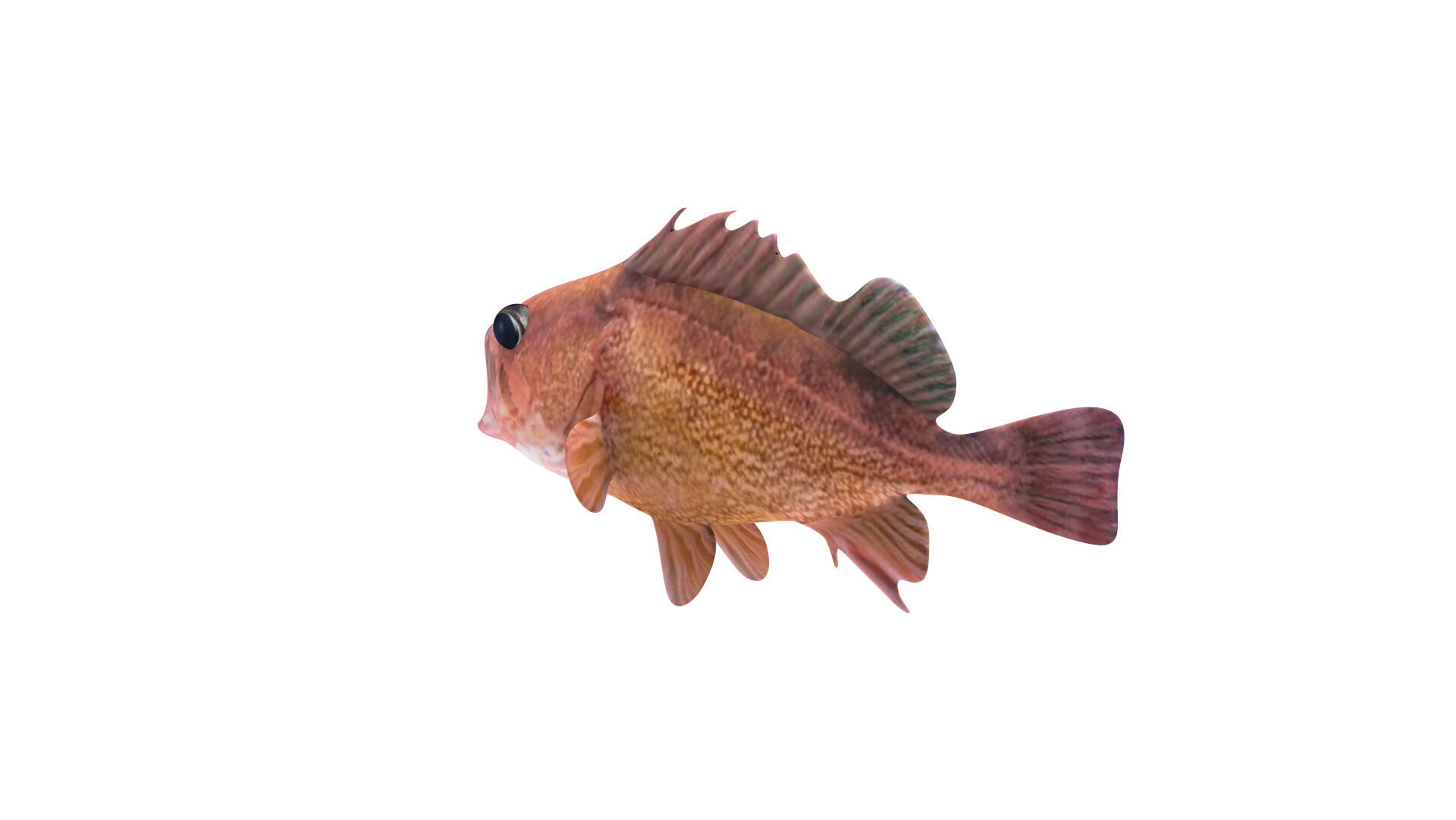 Low-Poly Honeycomb Rockfish Animated  Low-poly 3D model_7