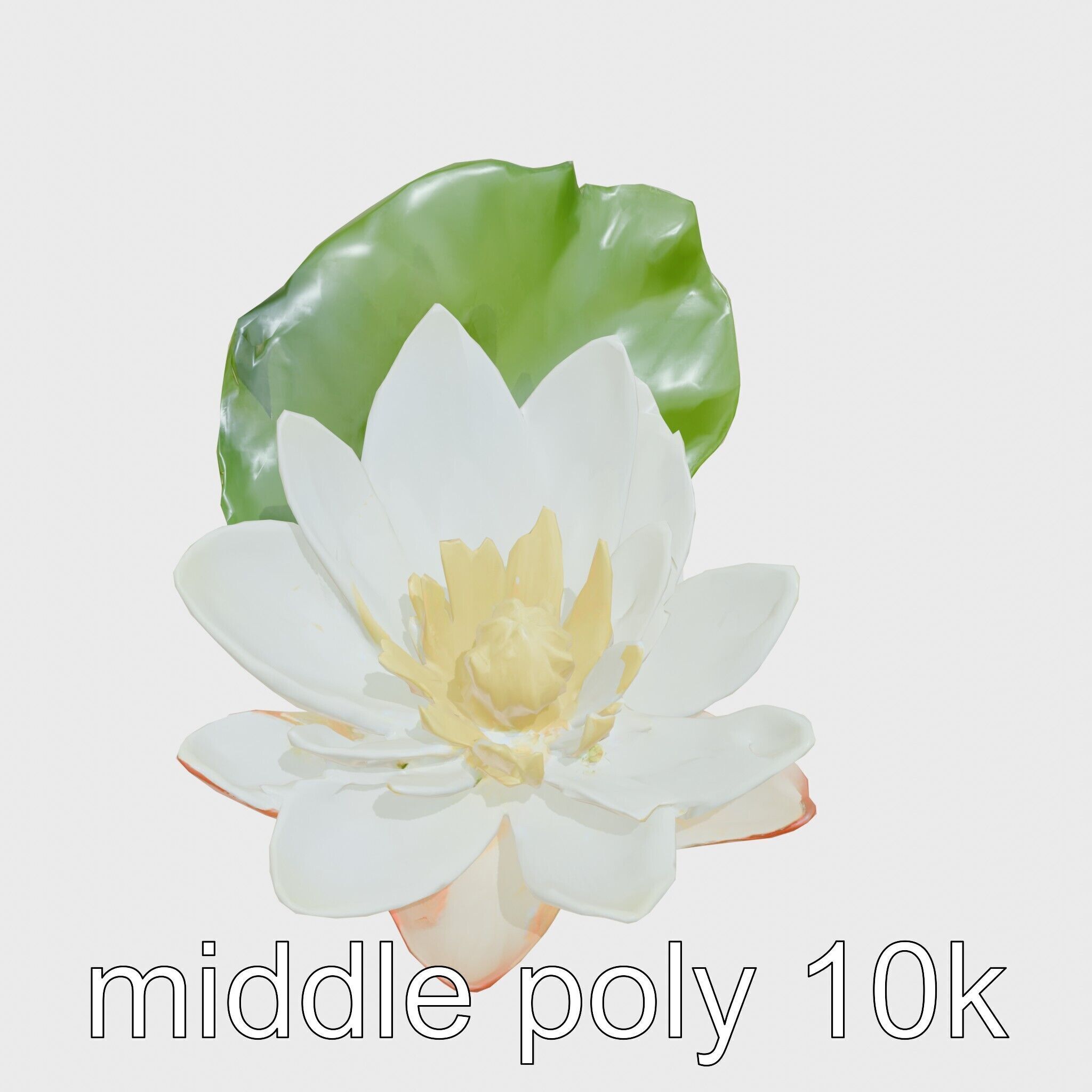 Water Lily Yellow Flower Detailed Model Pack Low-poly 3D model_12