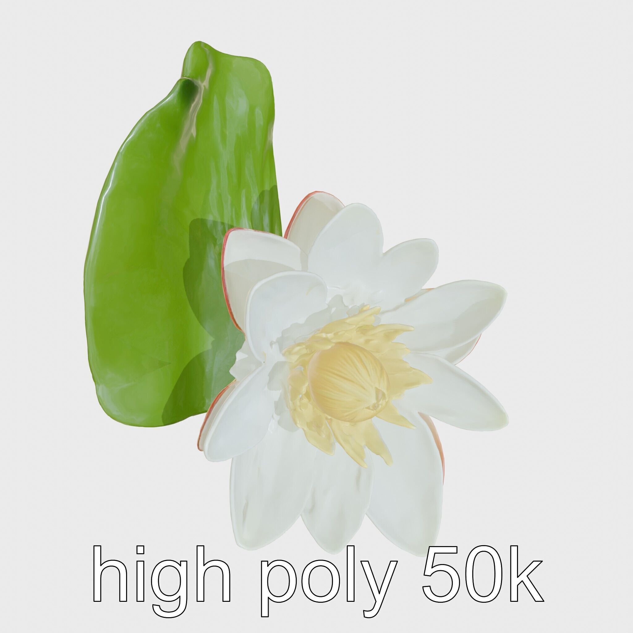 Water Lily Yellow Flower Detailed Model Pack Low-poly 3D model_18
