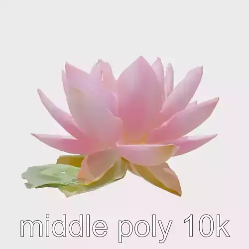 Pink Water Lily Large Petals Vibrant Center model pack