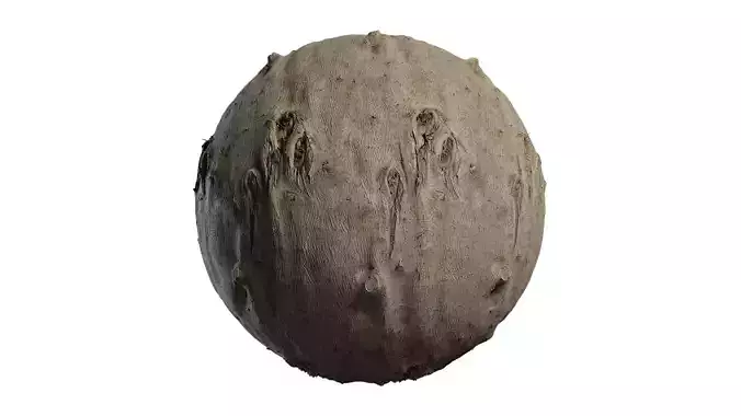 Anydrafts Broussonetia papyrifera Bark 05