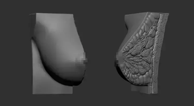Anatomical Breast Cross-Section Model for Medical Education 3D print model