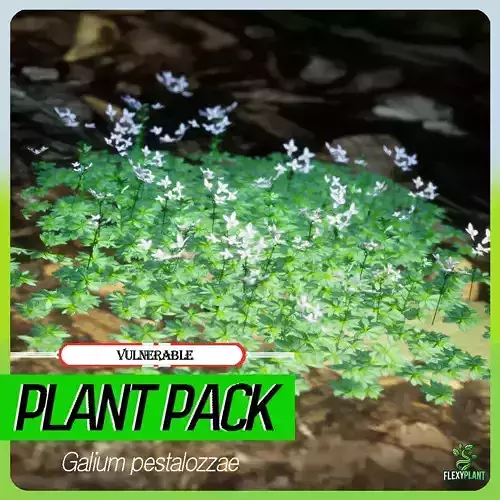 Vulnerable Plant - 6 Galium pestalozzae Flower Grass Tree