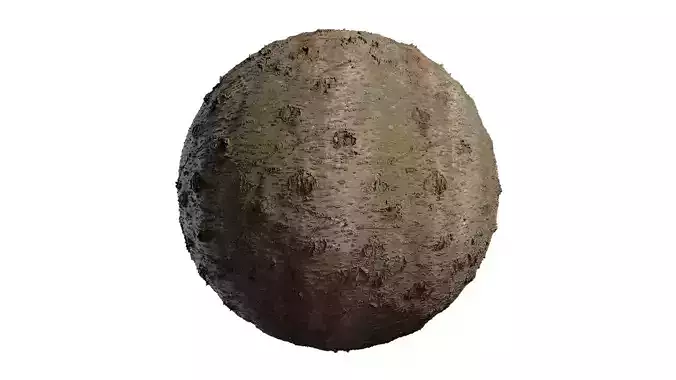 Anydrafts Cerasus subhirtella Bark 02