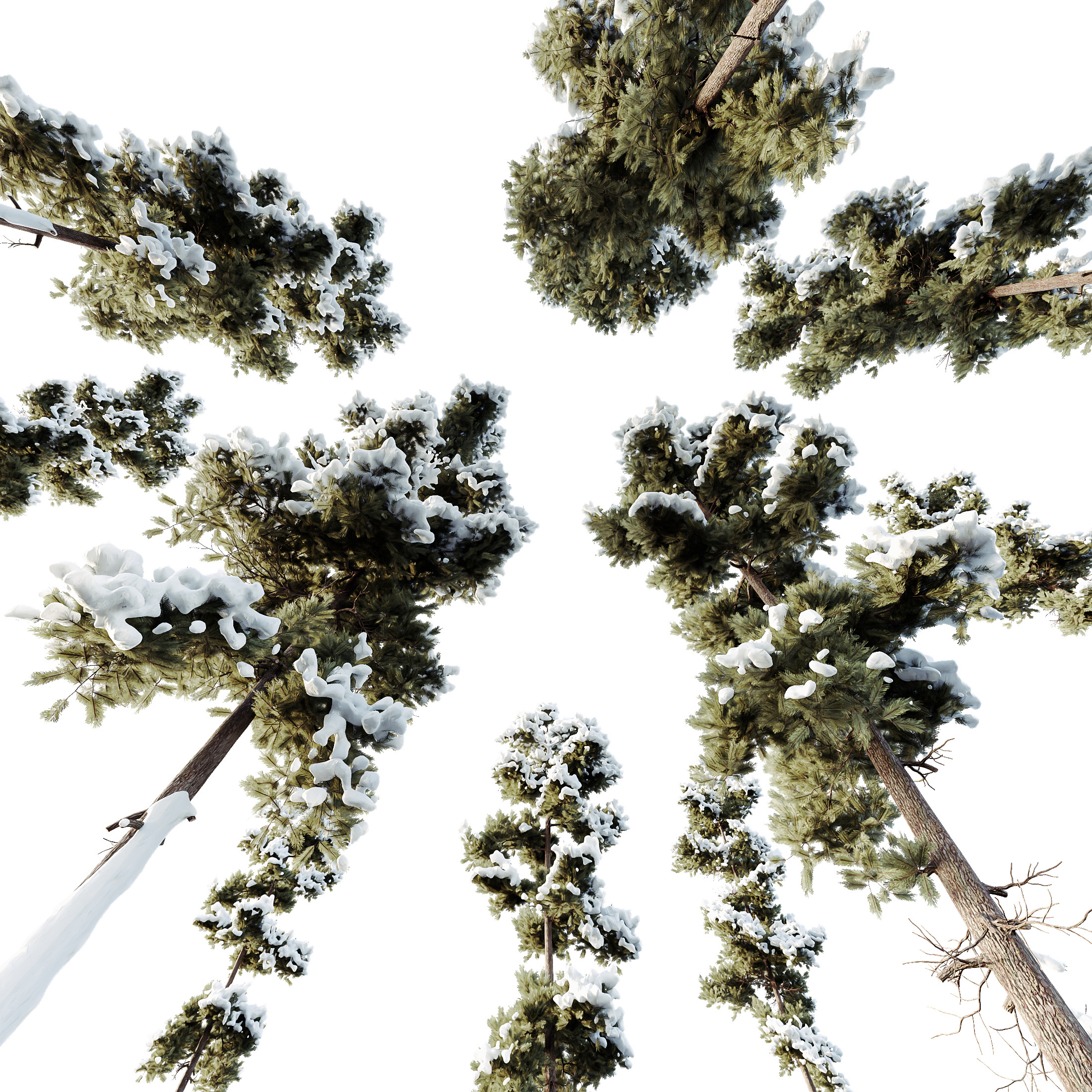 AV Plants Pinus Echinata Winter Snow Set02 3D model_2