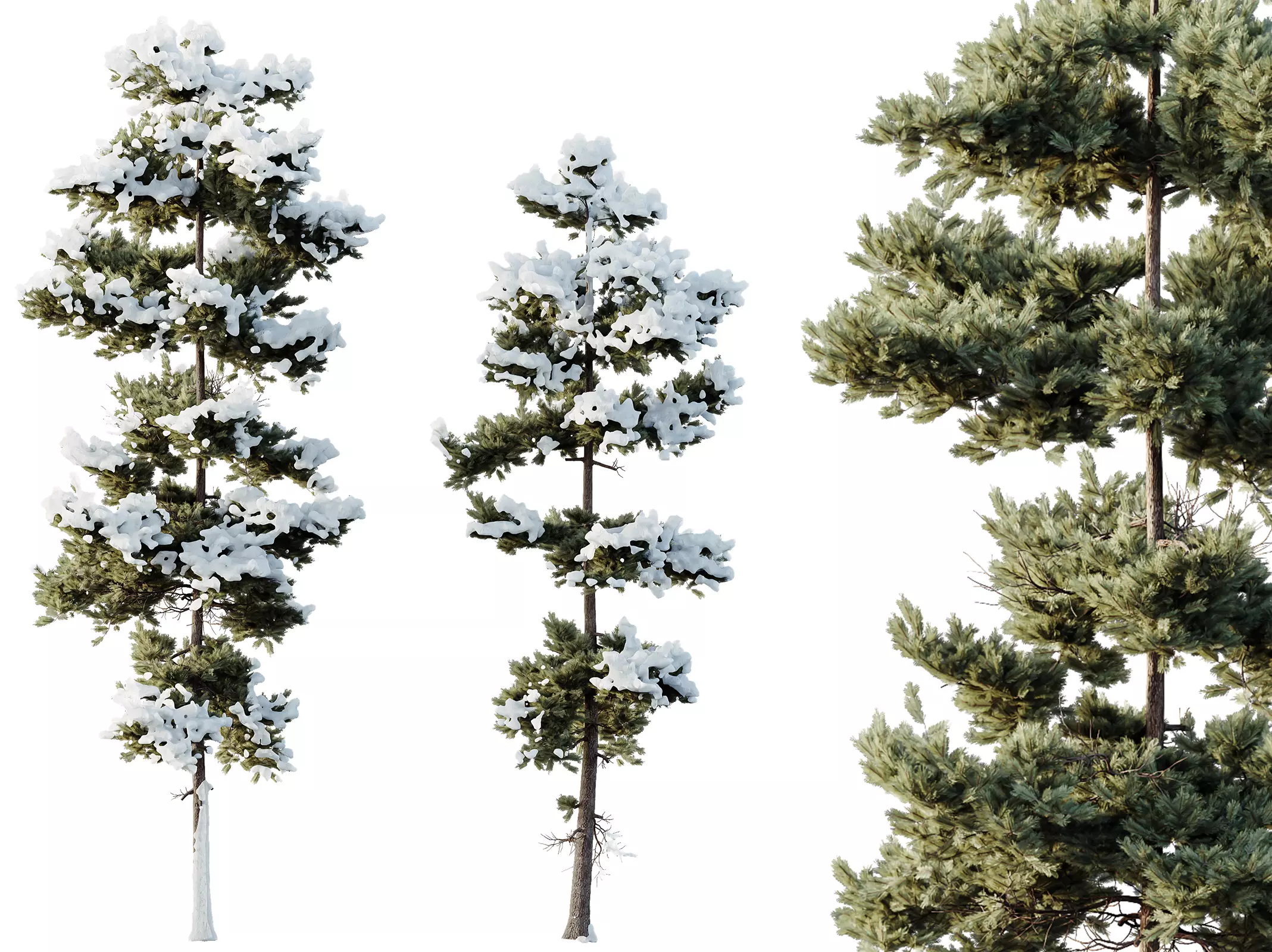 AV Plants Pinus Echinata Winter Snow Set02 3D model_0
