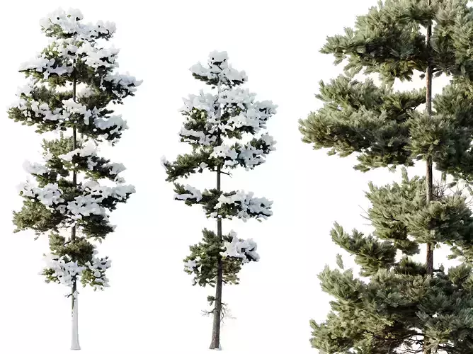 AV Plants Pinus Echinata Winter Snow Set02 3D model