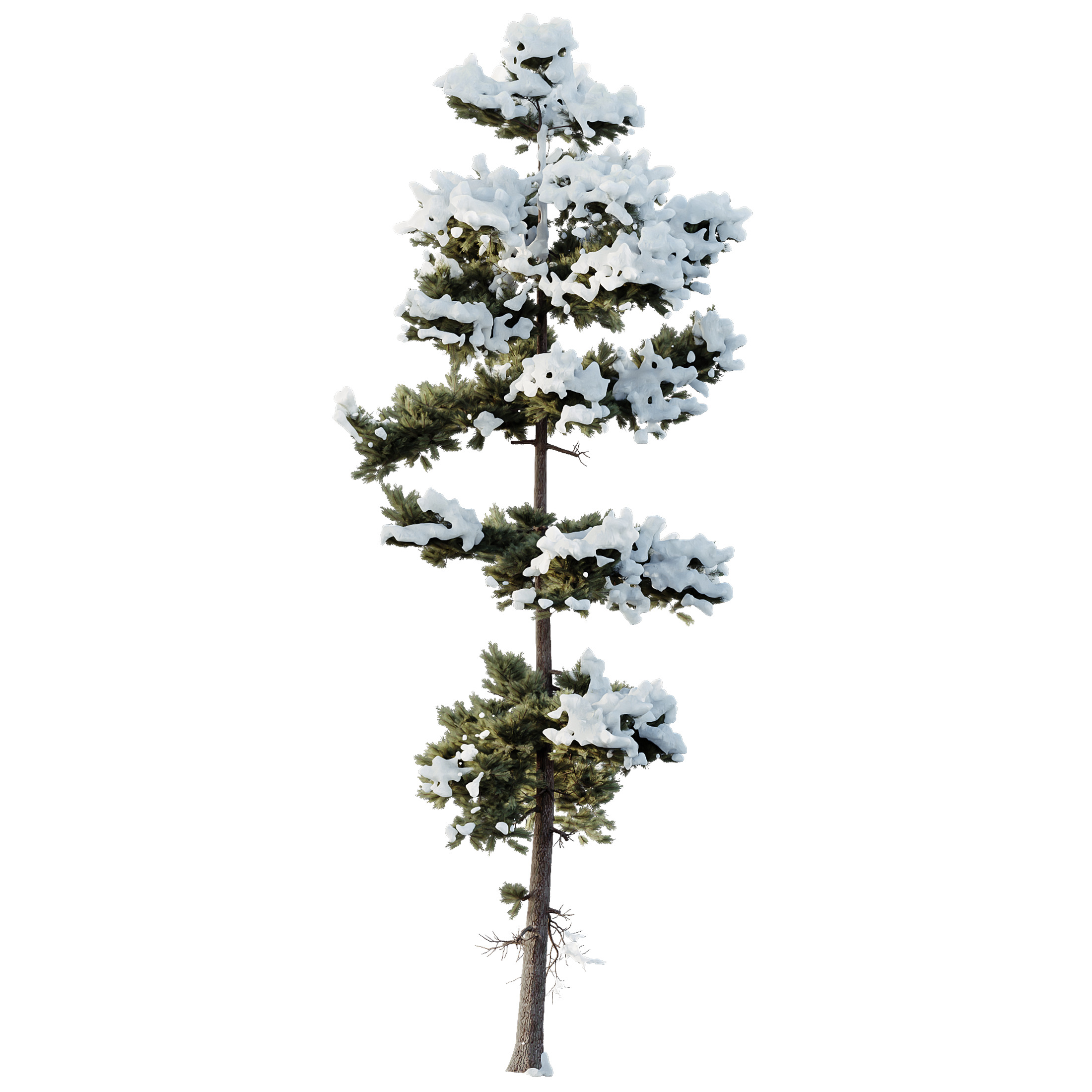 AV Plants Pinus Echinata Winter Snow Set02 3D model_3