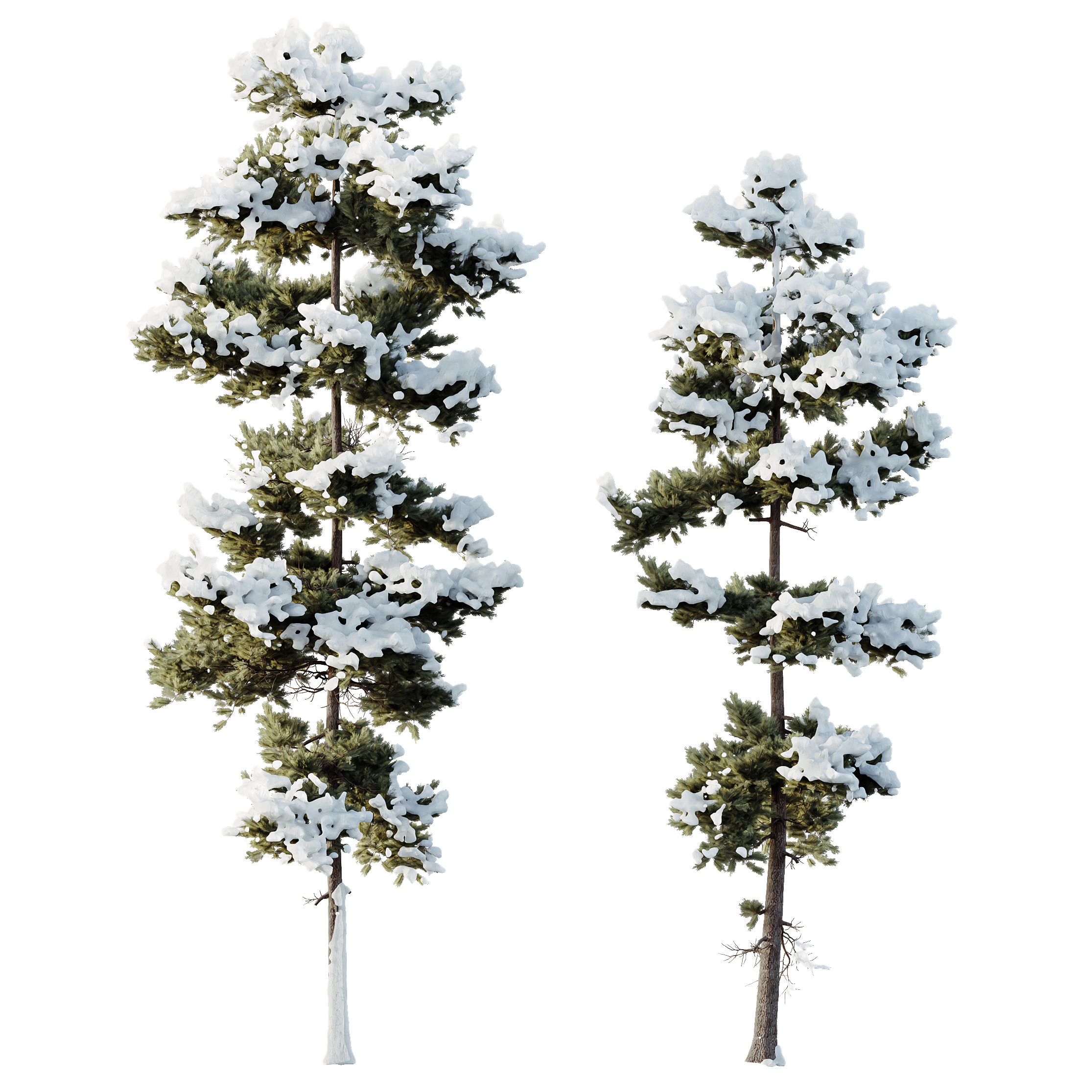 AV Plants Pinus Echinata Winter Snow Set02 3D model_4
