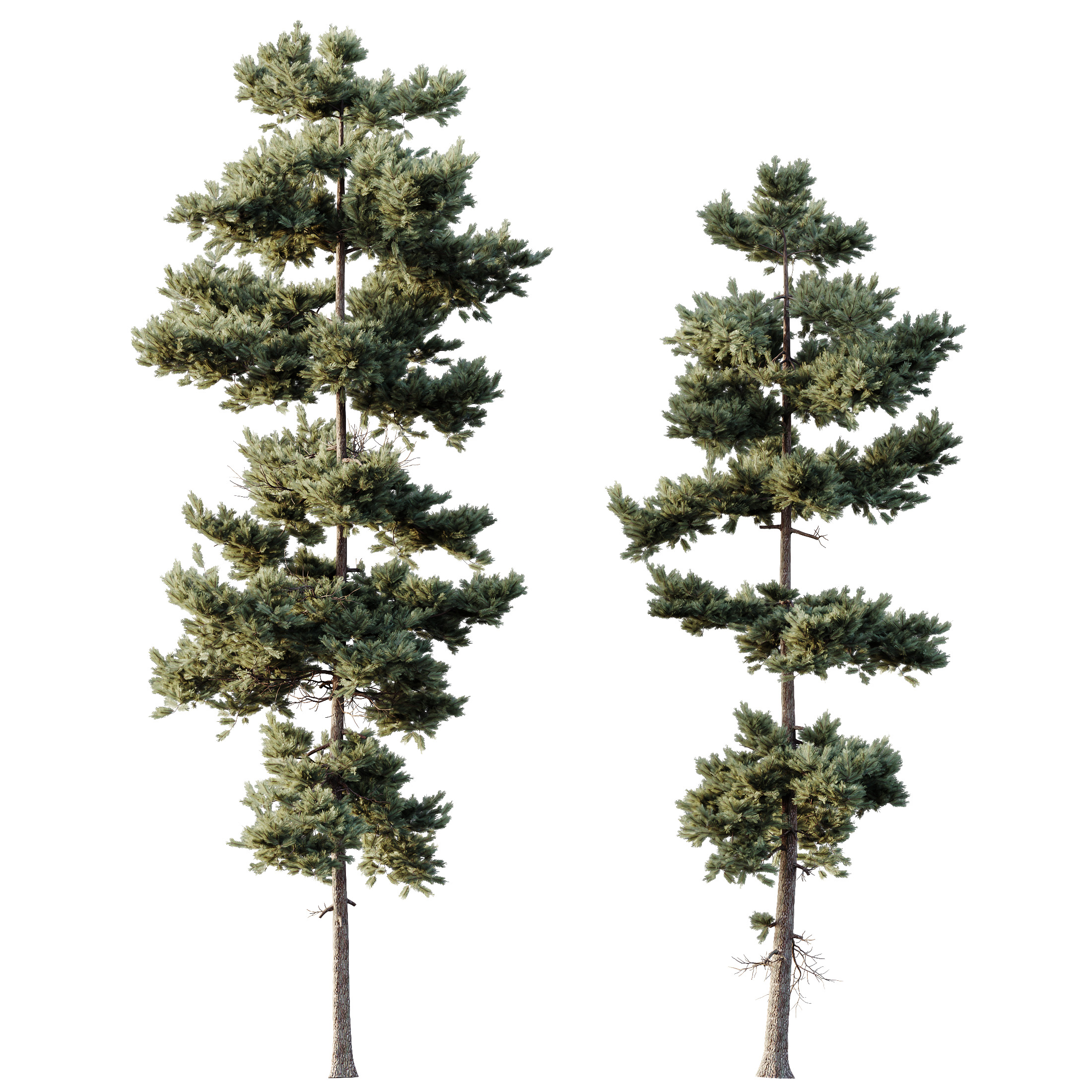 AV Plants Pinus Echinata Winter Snow Set02 3D model_1