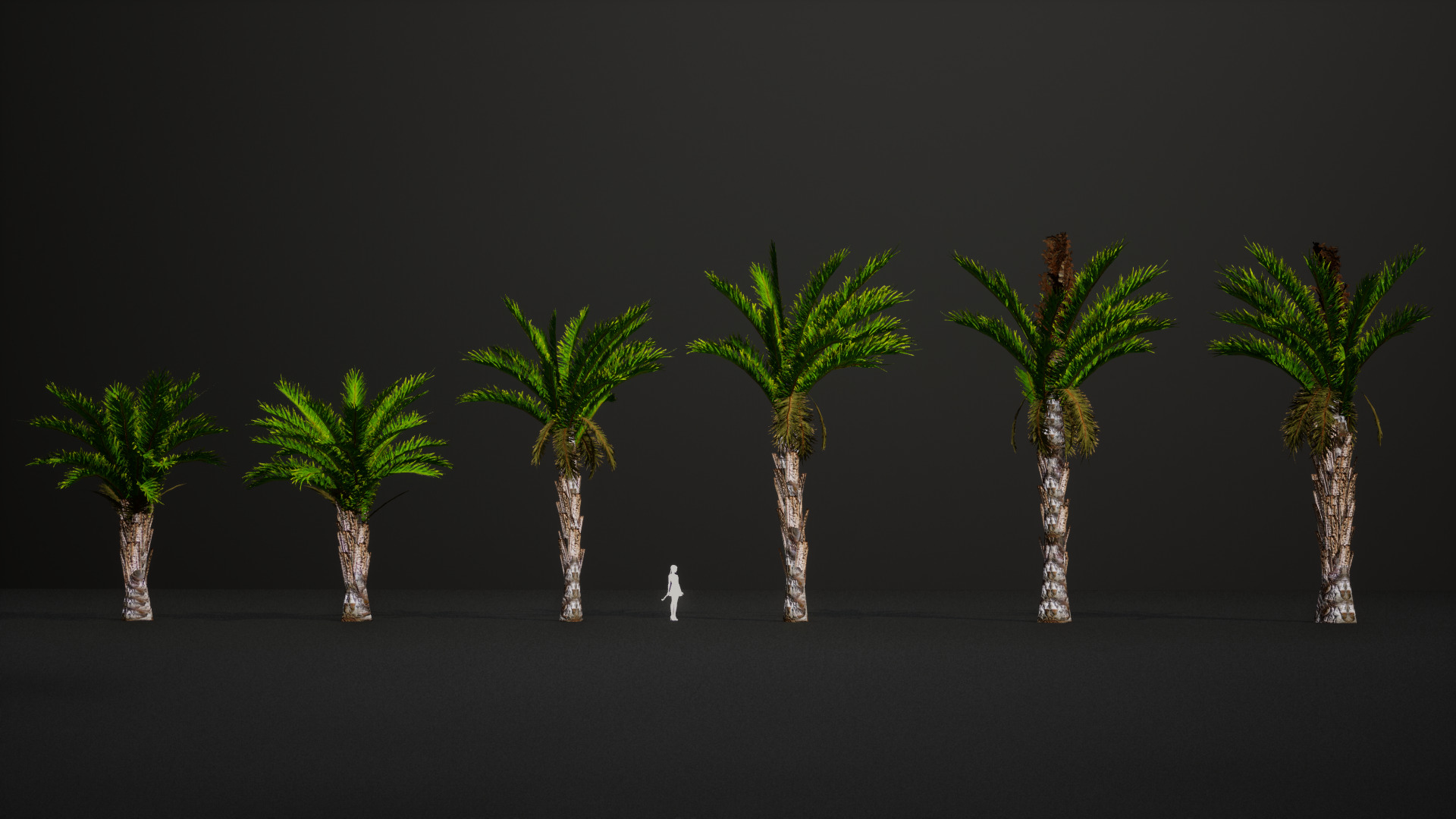 Vulnerable Plant - 6 Raphia australis Conifer Fruit Tree Low-poly 3D model_3