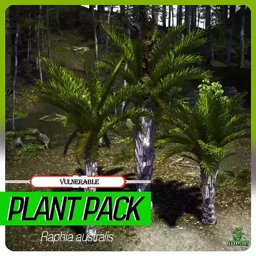 Vulnerable Plant - 6 Raphia australis Conifer Fruit Tree