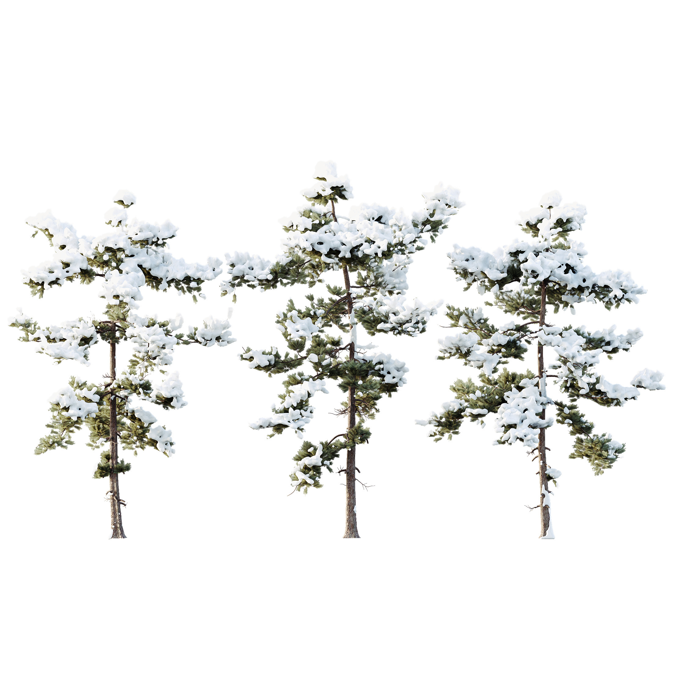 AV Plants Pinus Echinata Winter Snow Set03 3D model_4