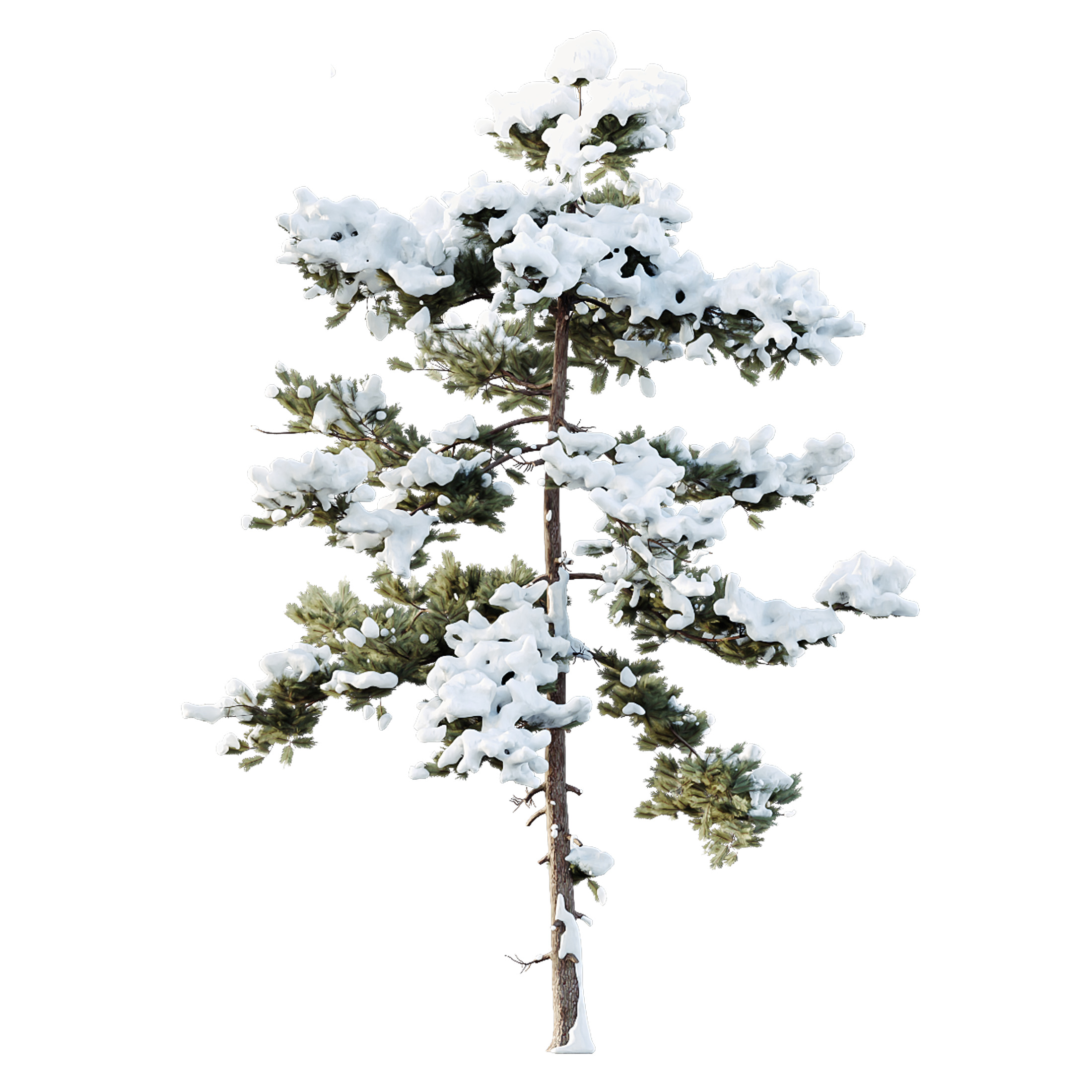 AV Plants Pinus Echinata Winter Snow Set03 3D model_3