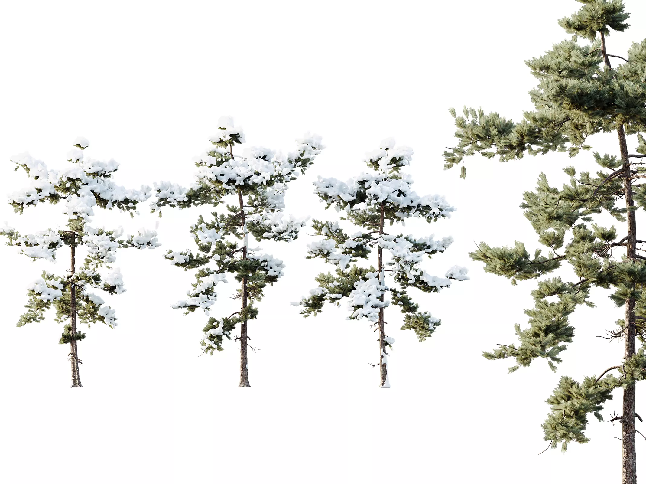 AV Plants Pinus Echinata Winter Snow Set03 3D model_0
