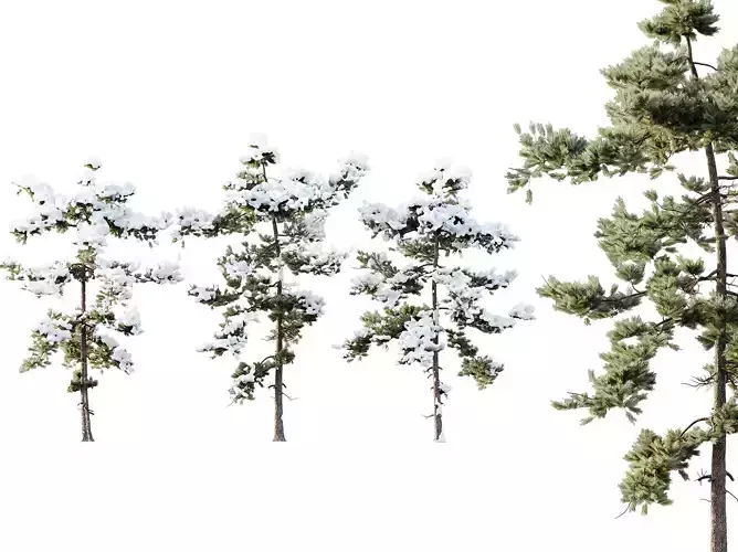 AV Plants Pinus Echinata Winter Snow Set03 3D model
