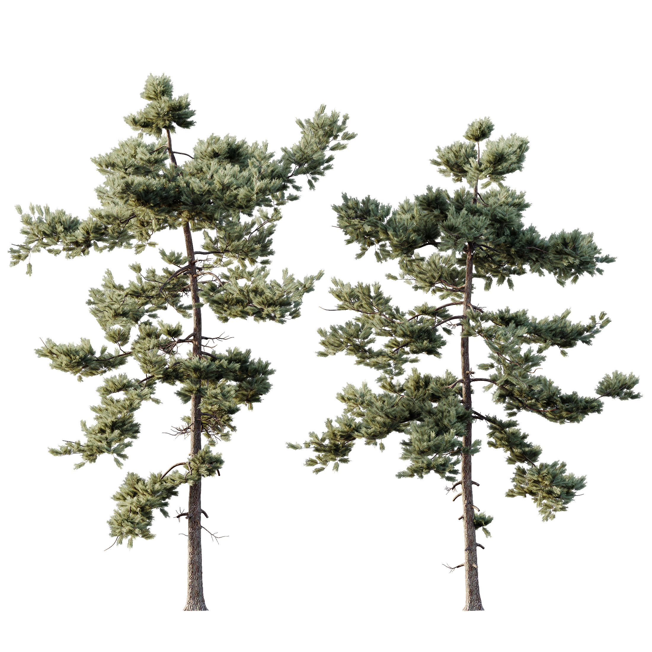 AV Plants Pinus Echinata Winter Snow Set03 3D model_1
