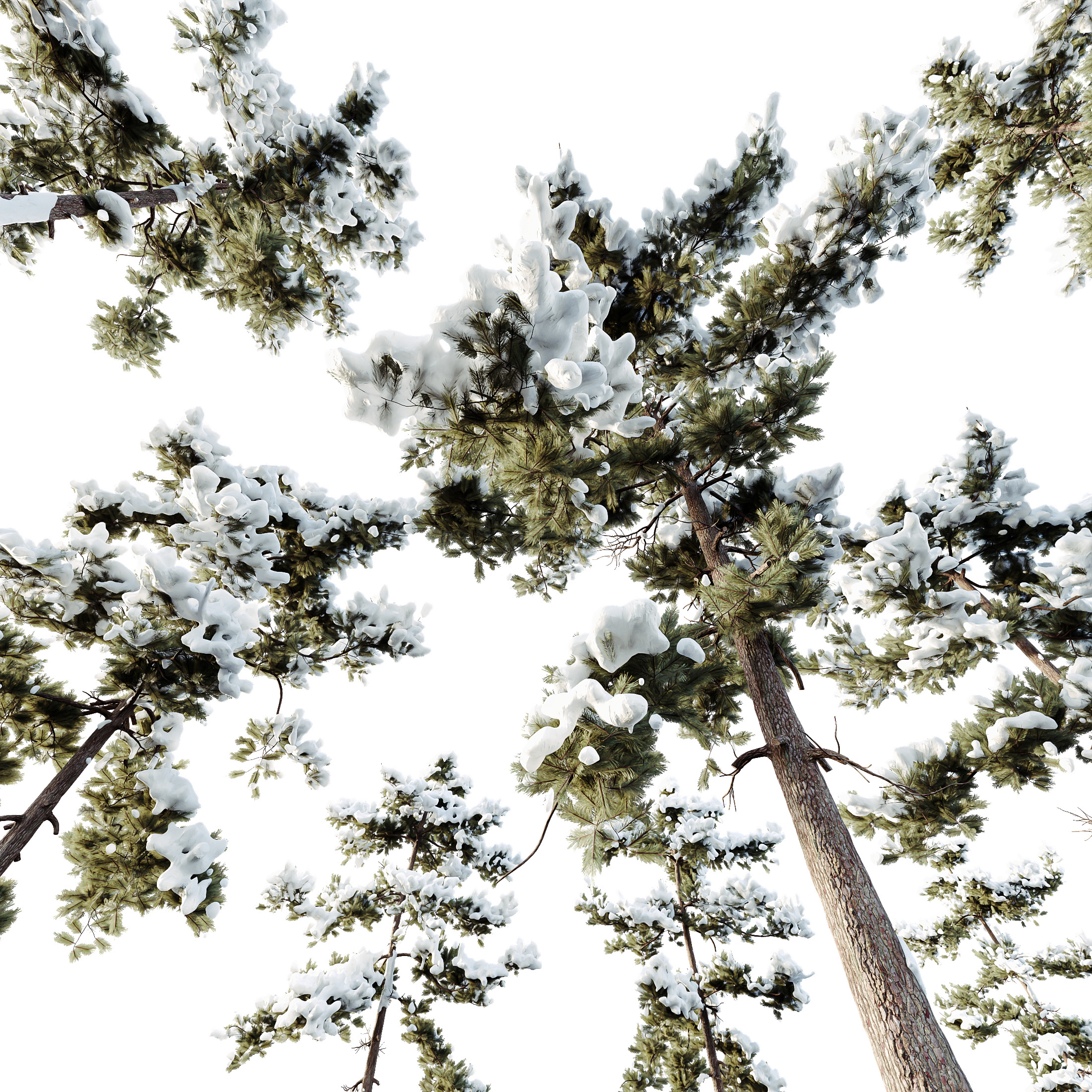 AV Plants Pinus Echinata Winter Snow Set03 3D model_2