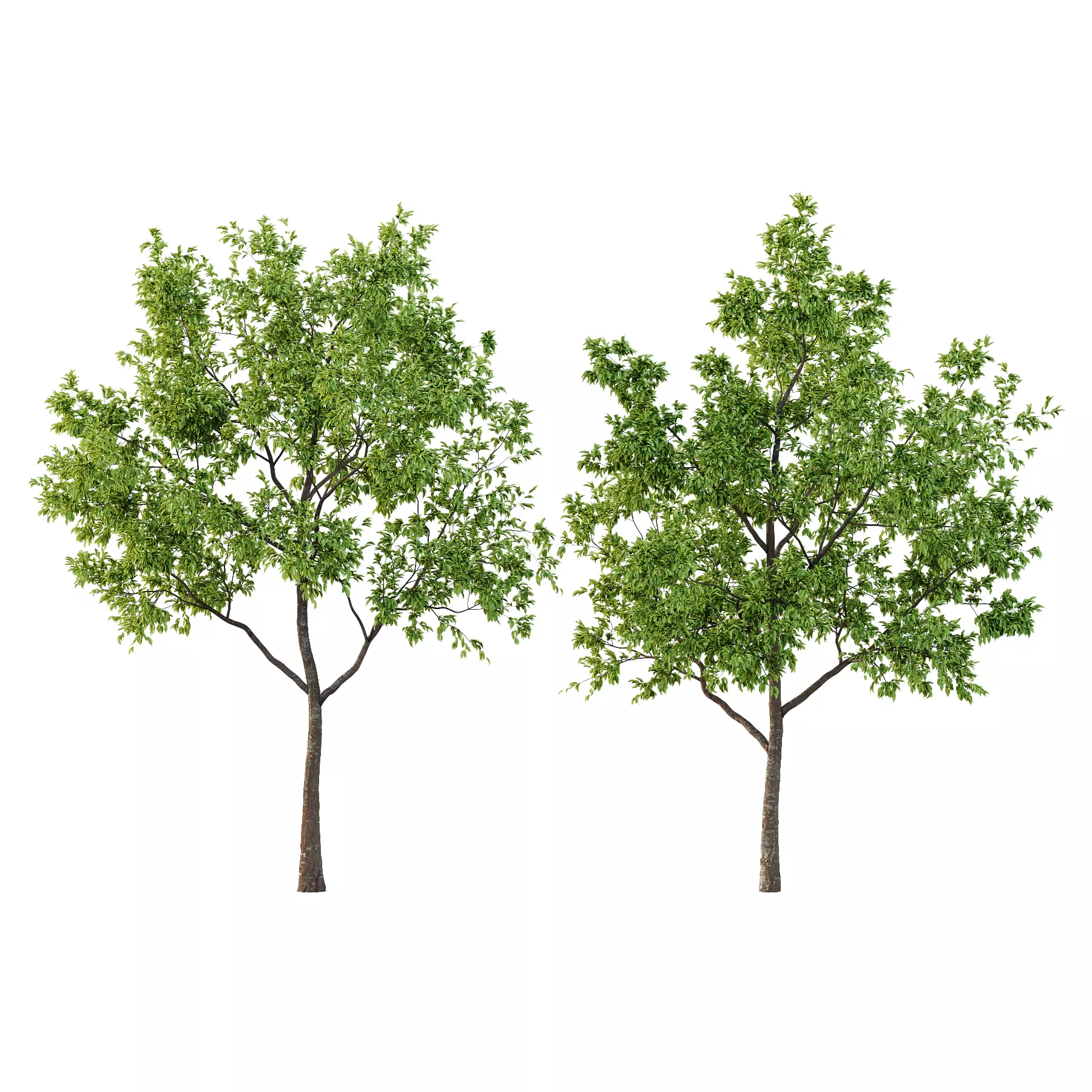 Diospyros Kaki Tree 01 3D model_0