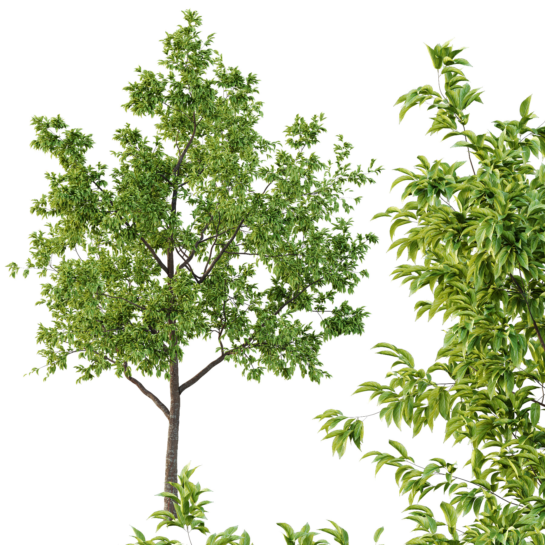 Diospyros Kaki Tree 01 3D model_2