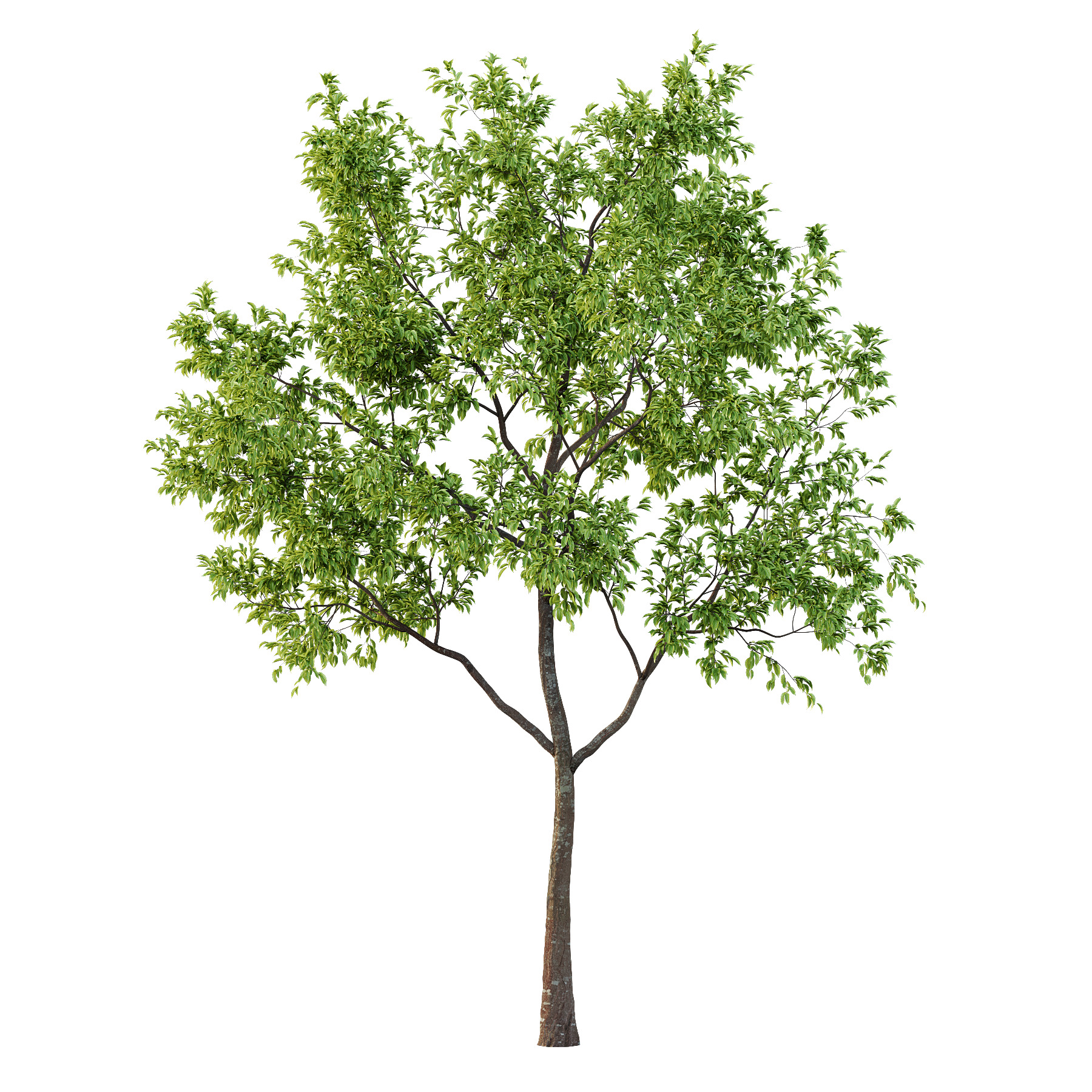 Diospyros Kaki Tree 01 3D model_1