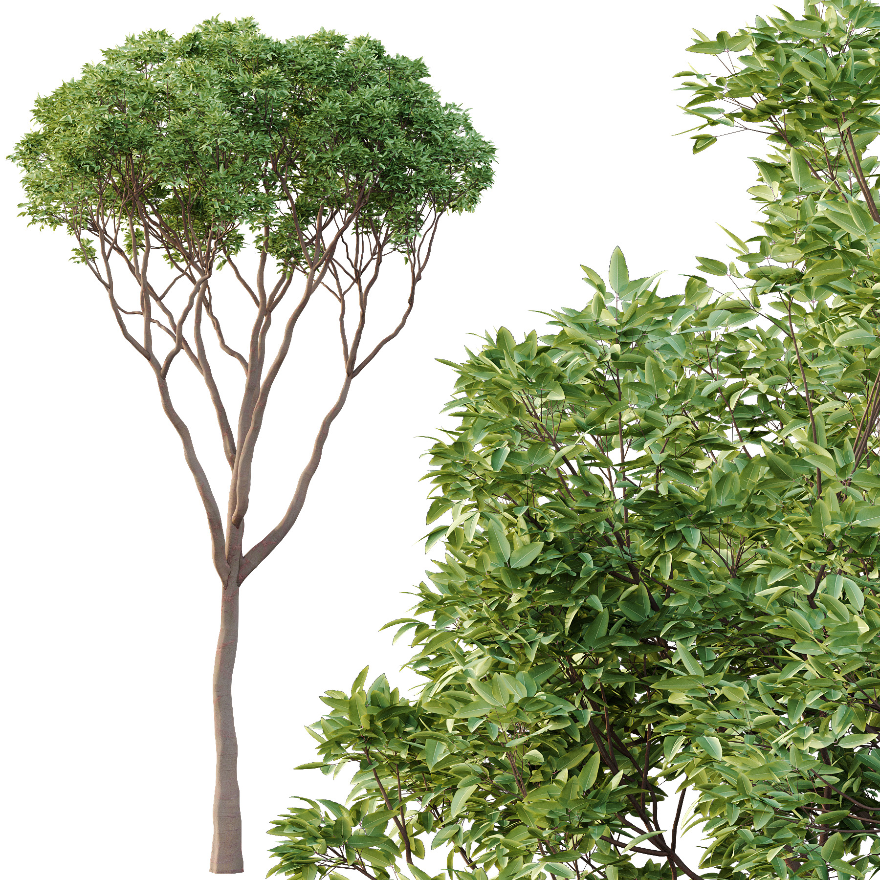 Eucalyptus Robusta Trees 09 3D model_2