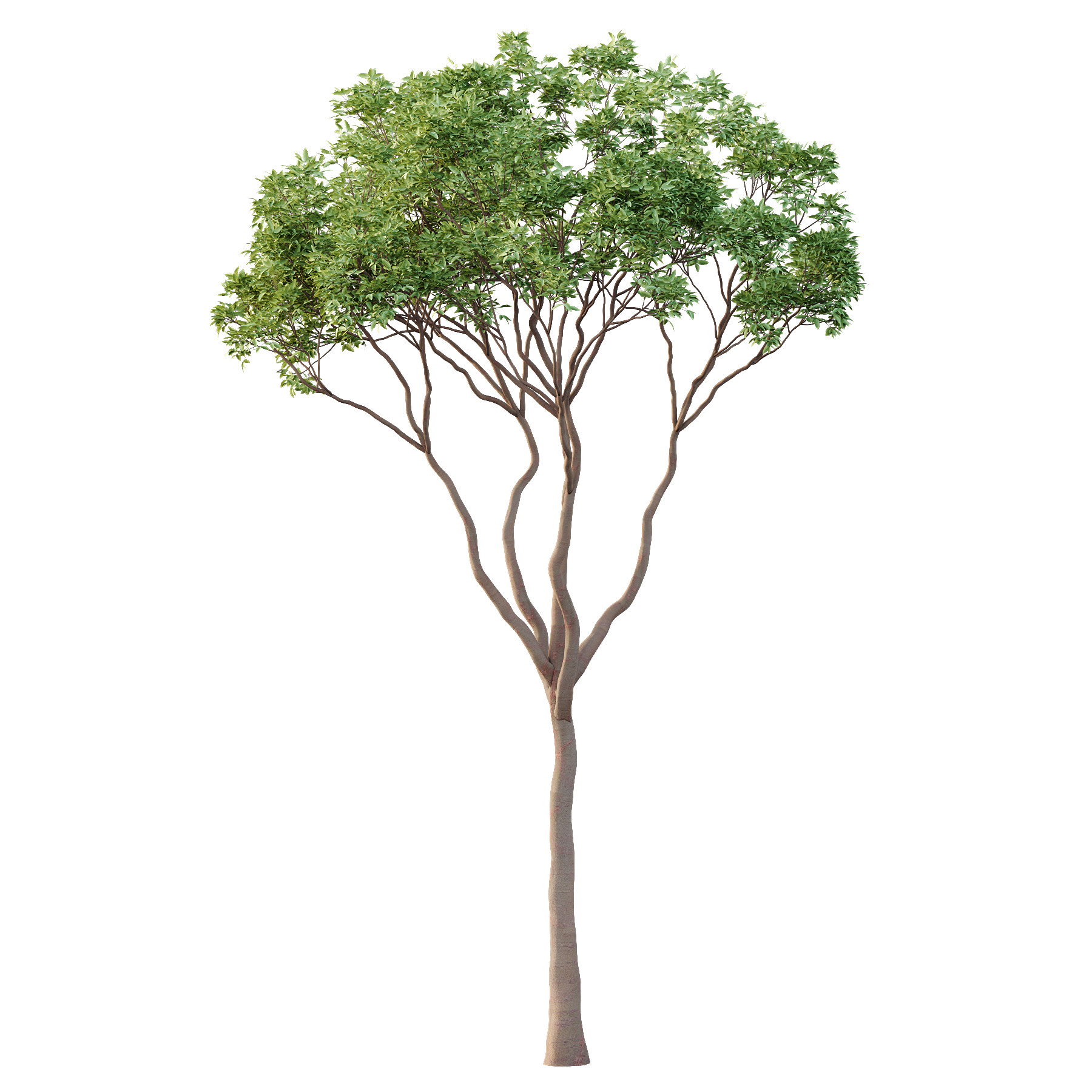 Eucalyptus Robusta Trees 09 3D model_1