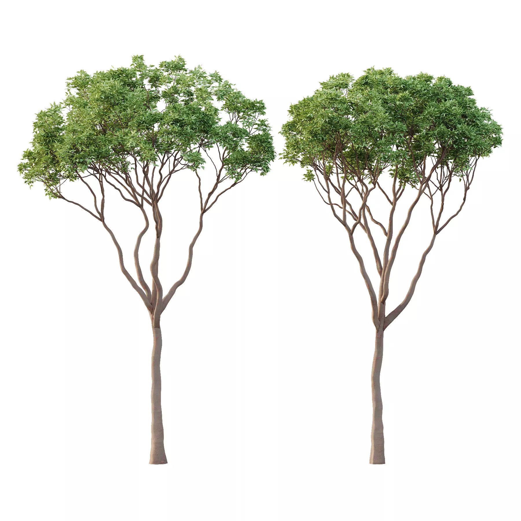 Eucalyptus Robusta Trees 09 3D model_0