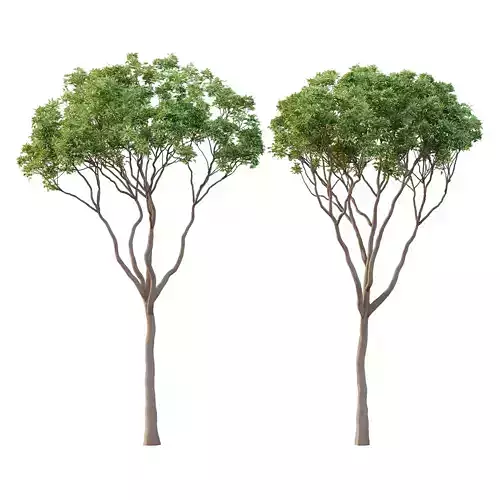 Eucalyptus Robusta Trees 09 3D model