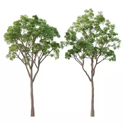 Eucalyptus Robusta Trees 10 3D model