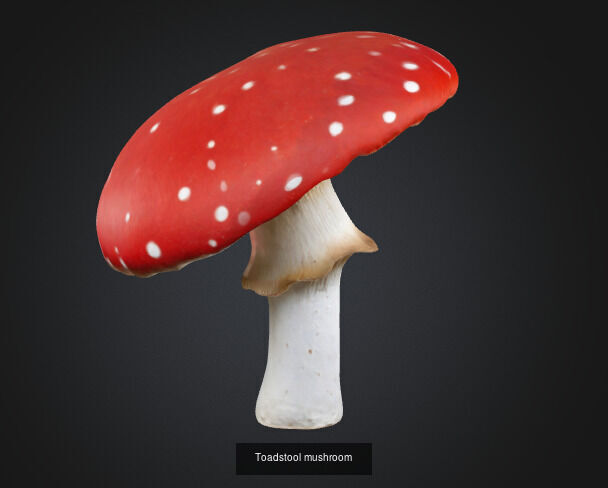Mushroom 3D Model Collection_3
